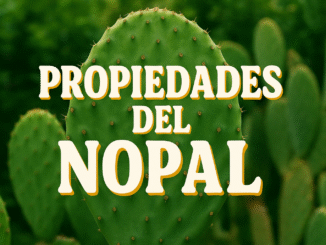 Nopal en primer plano con fondo de vegetación, mostrando el texto “Propiedades del Nopal”, ideal para contenido de salud, nutrición y plantas medicinales