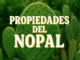 Nopal en primer plano con fondo de vegetación, mostrando el texto “Propiedades del Nopal”, ideal para contenido de salud, nutrición y plantas medicinales
