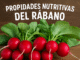 Manojo de rábanos frescos con hojas verdes sobre mesa de madera, acompañado del texto “Propiedades nutritivas del rábano”, ideal para post de salud
