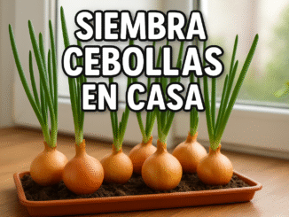 Cebollas cultivadas en maceta con tierra junto a una ventana, brotes verdes y texto “Siembra cebollas en casa”