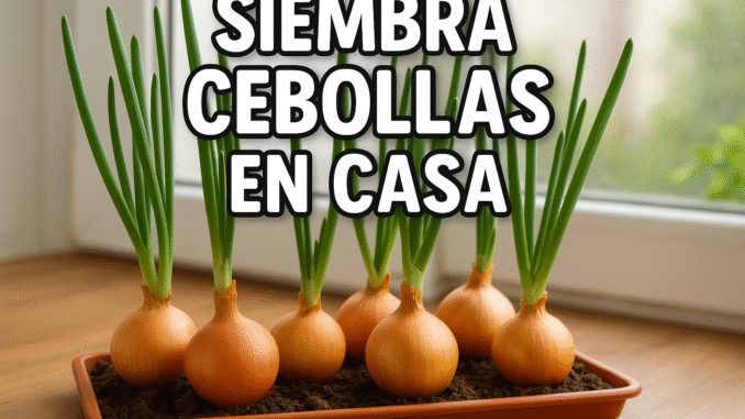 Cebollas cultivadas en maceta con tierra junto a una ventana, brotes verdes y texto “Siembra cebollas en casa”