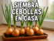 Cebollas cultivadas en maceta con tierra junto a una ventana, brotes verdes y texto “Siembra cebollas en casa”