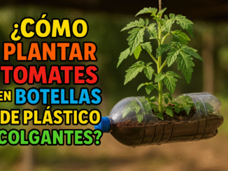 Planta tomates en botellas plásticas colgantes: una forma creativa y ecológica de cultivar en espacios reducidos.