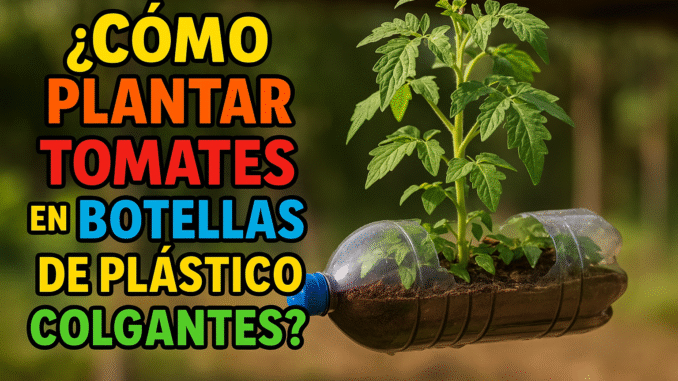Planta tomates en botellas plásticas colgantes: una forma creativa y ecológica de cultivar en espacios reducidos.